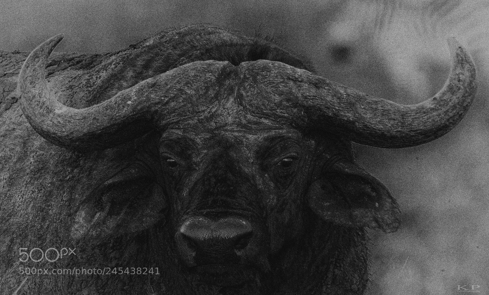Nikon D7200 sample photo. Cape buffalo / african buffalo photography