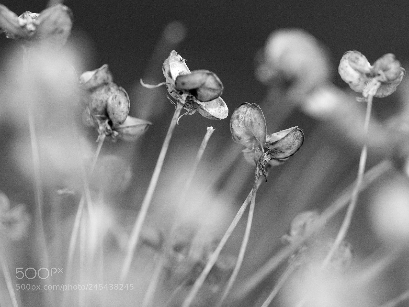 Olympus OM-D E-M1 sample photo. Dried flower macro photography