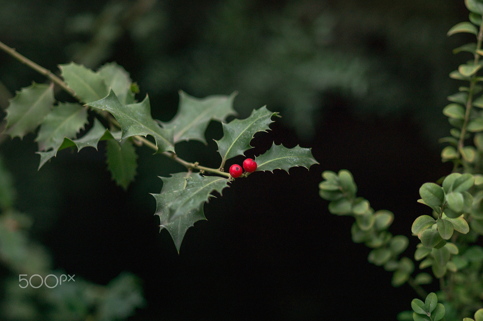Leica S2 sample photo. Holly photography
