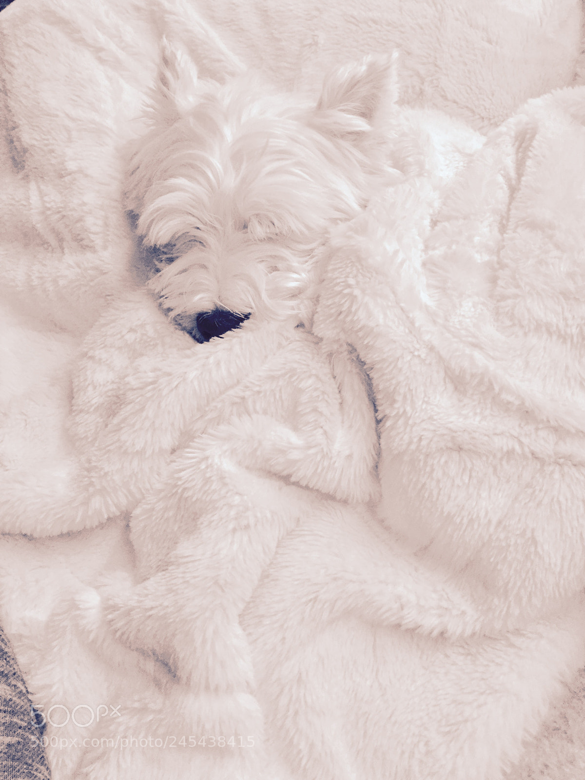 Apple iPhone 6 sample photo. White terrier sleeping photography