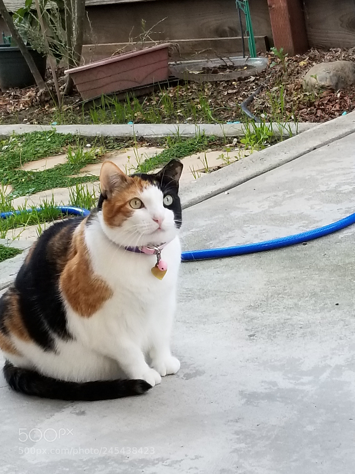 Samsung Galaxy S8+ sample photo. Untitled photography