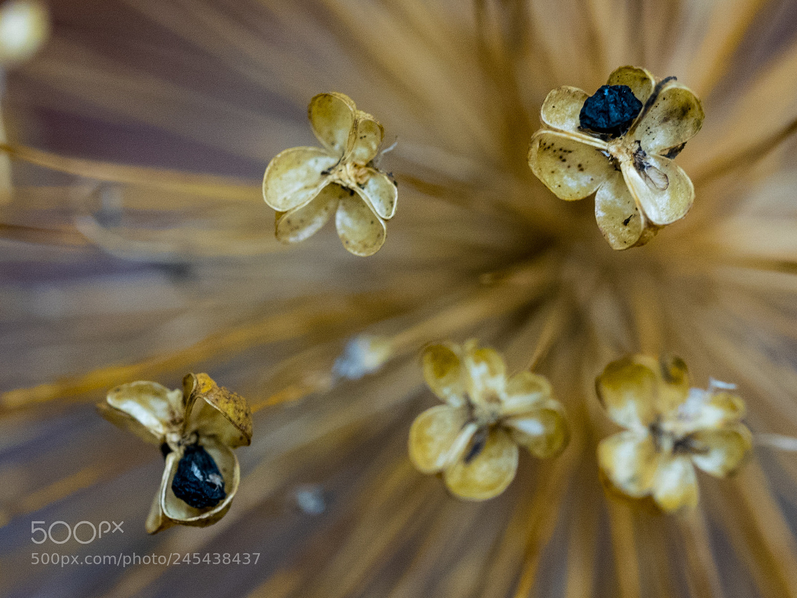 Olympus OM-D E-M1 sample photo. Dried flower macro photography