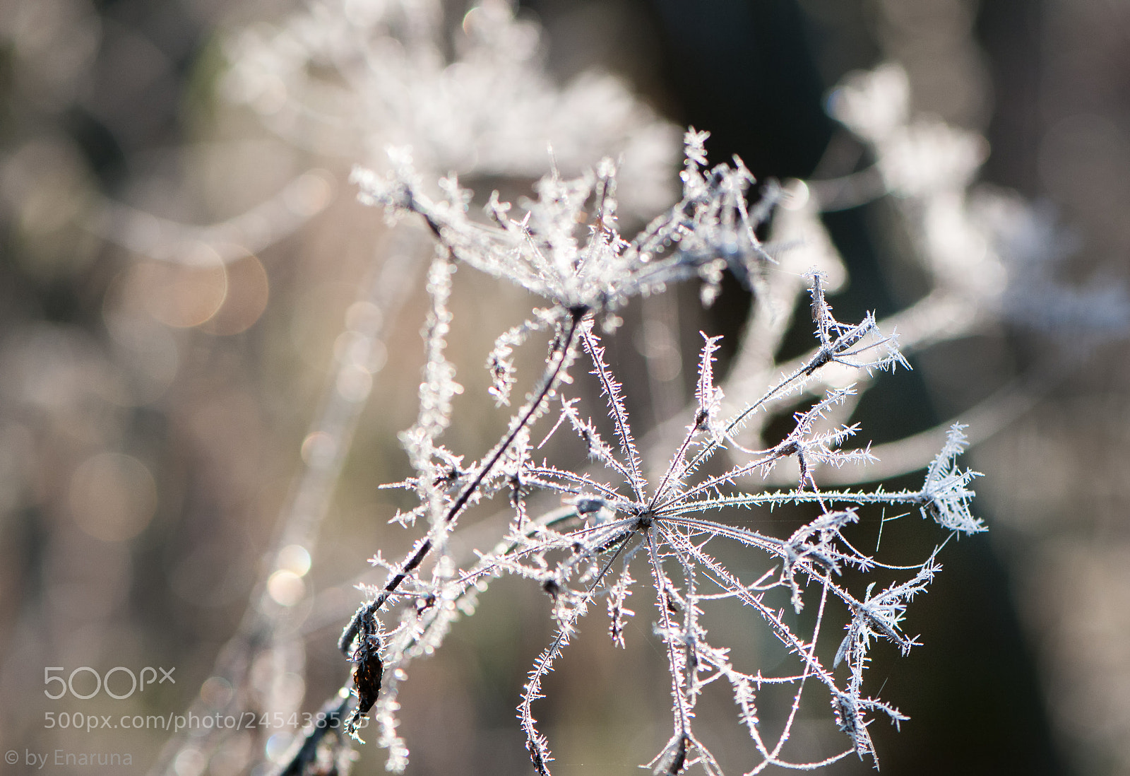 Nikon D300S sample photo. Hoarfrost on umbels photography