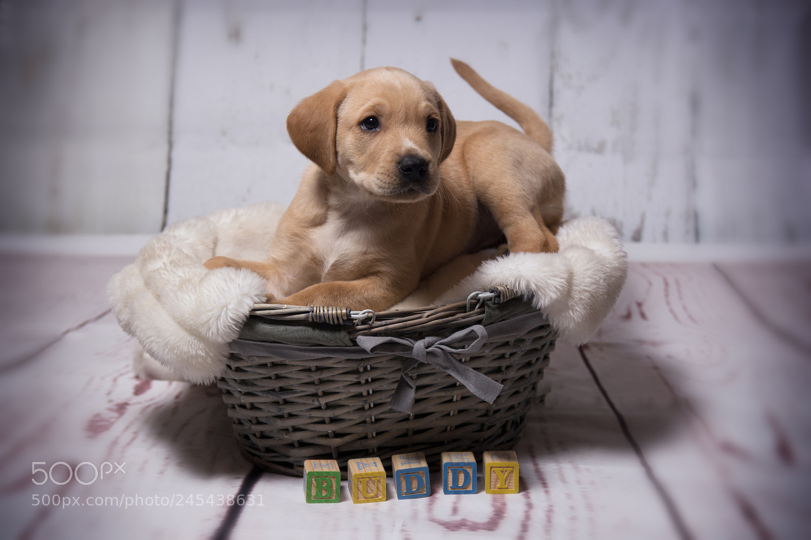 Nikon D7100 sample photo. Buddy photography