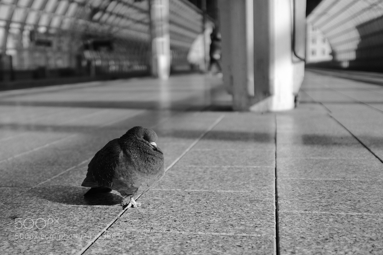 Fujifilm X100F sample photo. Praise the sun photography