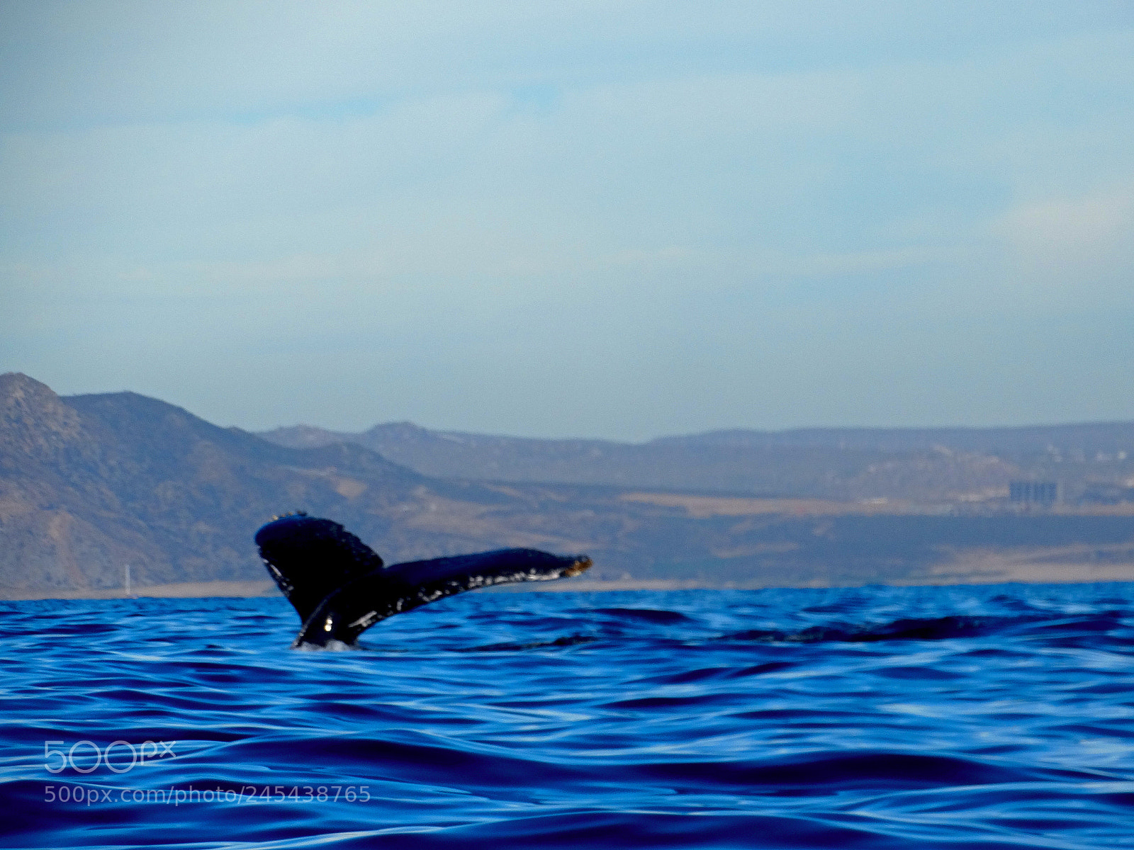Sony Cyber-shot DSC-HX300 sample photo. Beauty whale tale photography