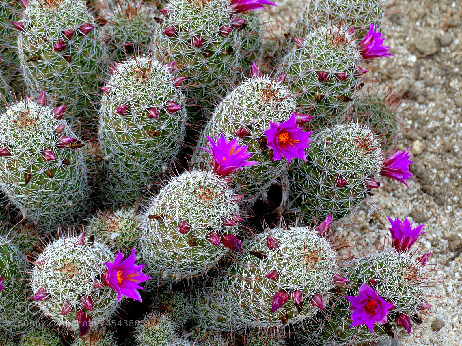 Sony Cyber-shot DSC-HX300 sample photo. Cactus and purple flowers photography