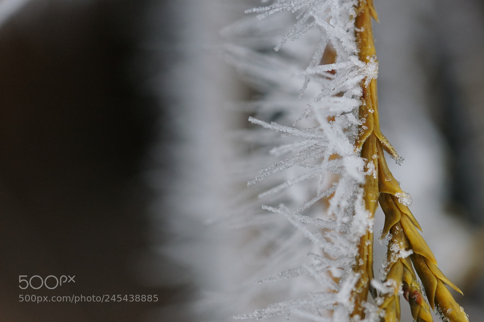 Sony ILCA-77M2 sample photo. Givre () photography