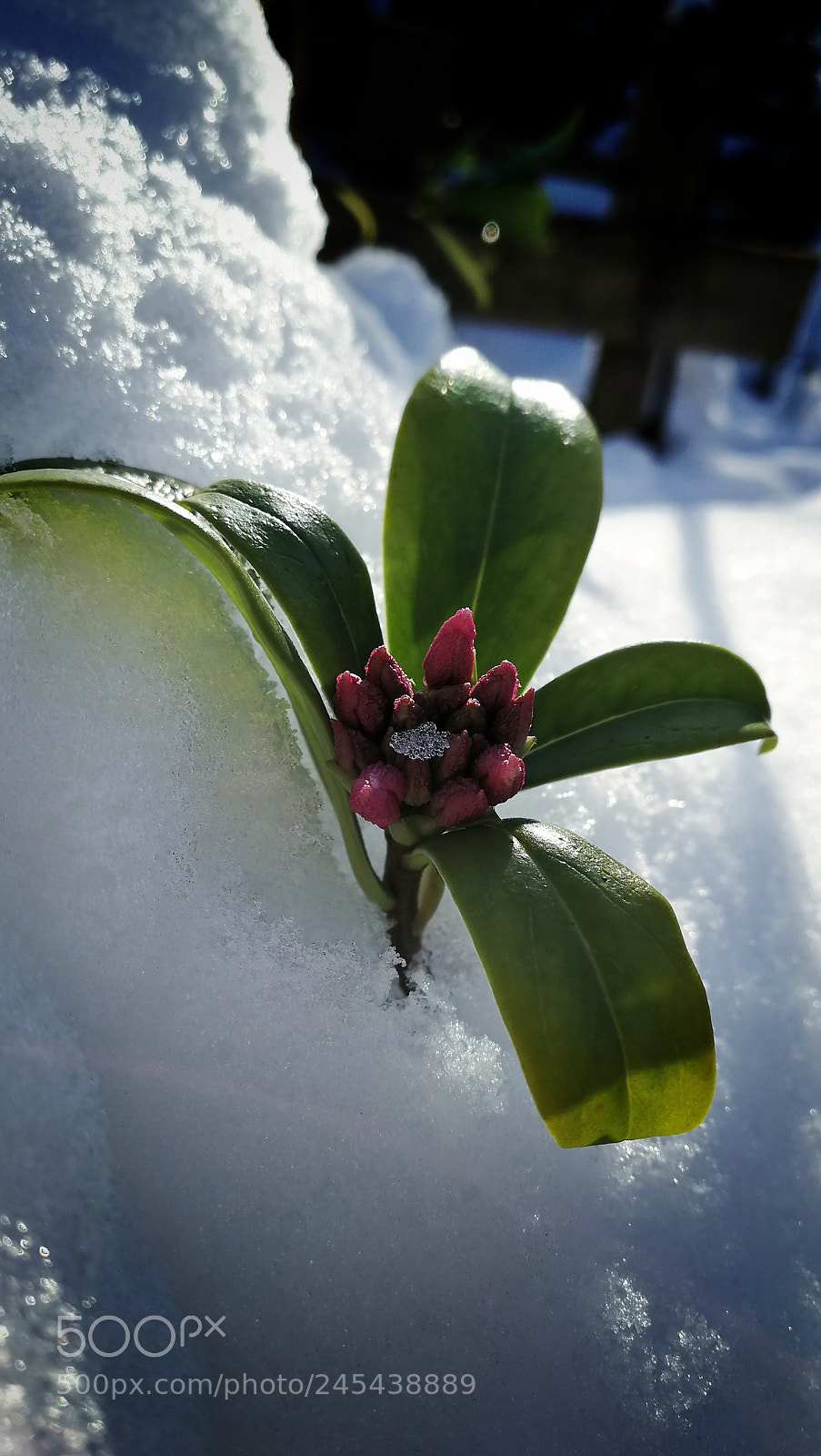 HUAWEI P10 sample photo. Flora under the snow photography