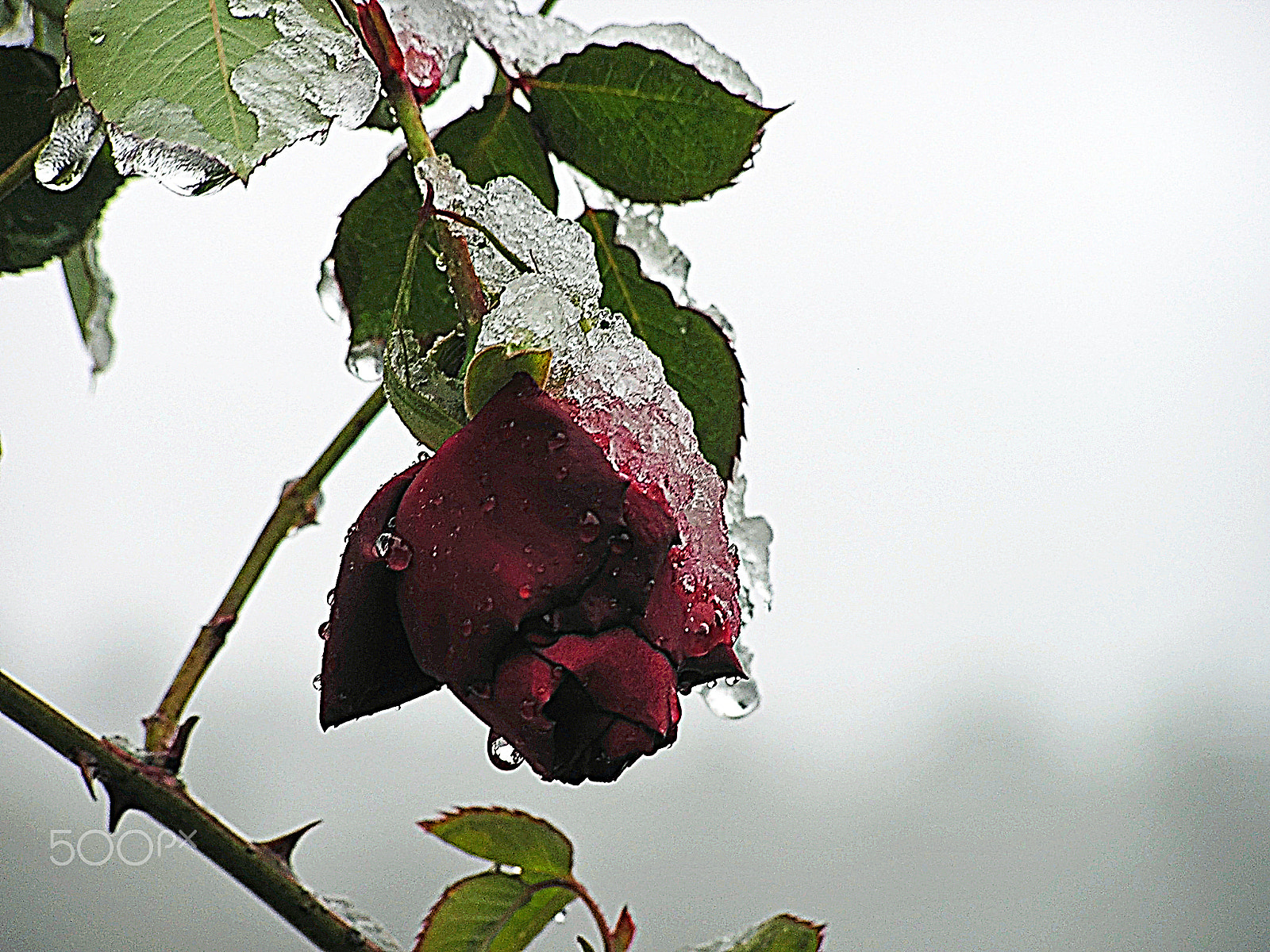 Olympus C740UZ sample photo. Winter red rose photography