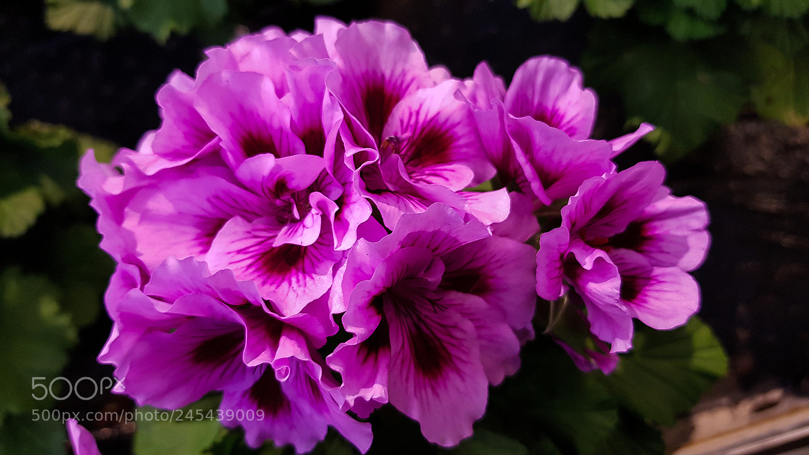 Samsung Galaxy S8 sample photo. English geranium lat. pelargonium photography