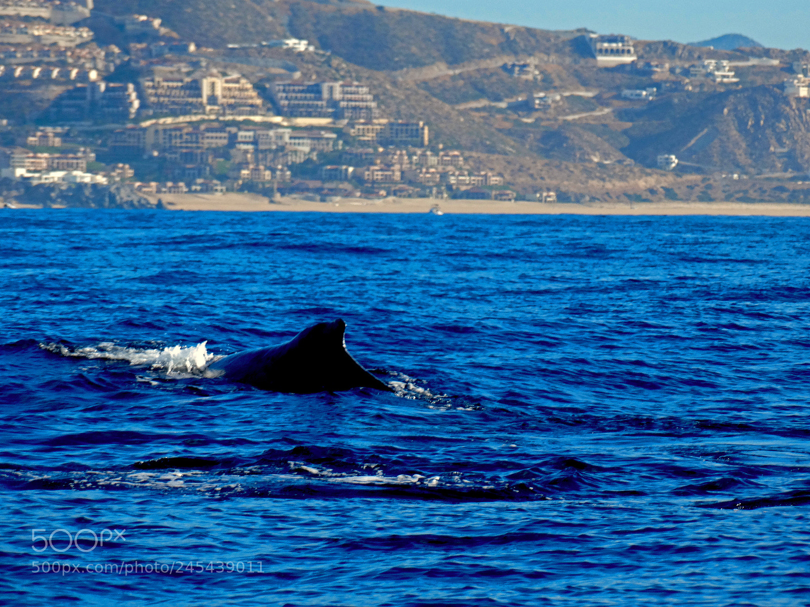 Sony Cyber-shot DSC-HX300 sample photo. Dolphin swimming in the photography