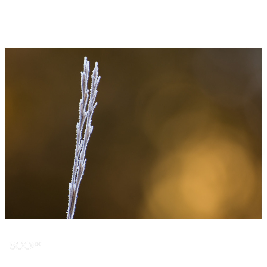 Nikon D7200 sample photo. Winter photography