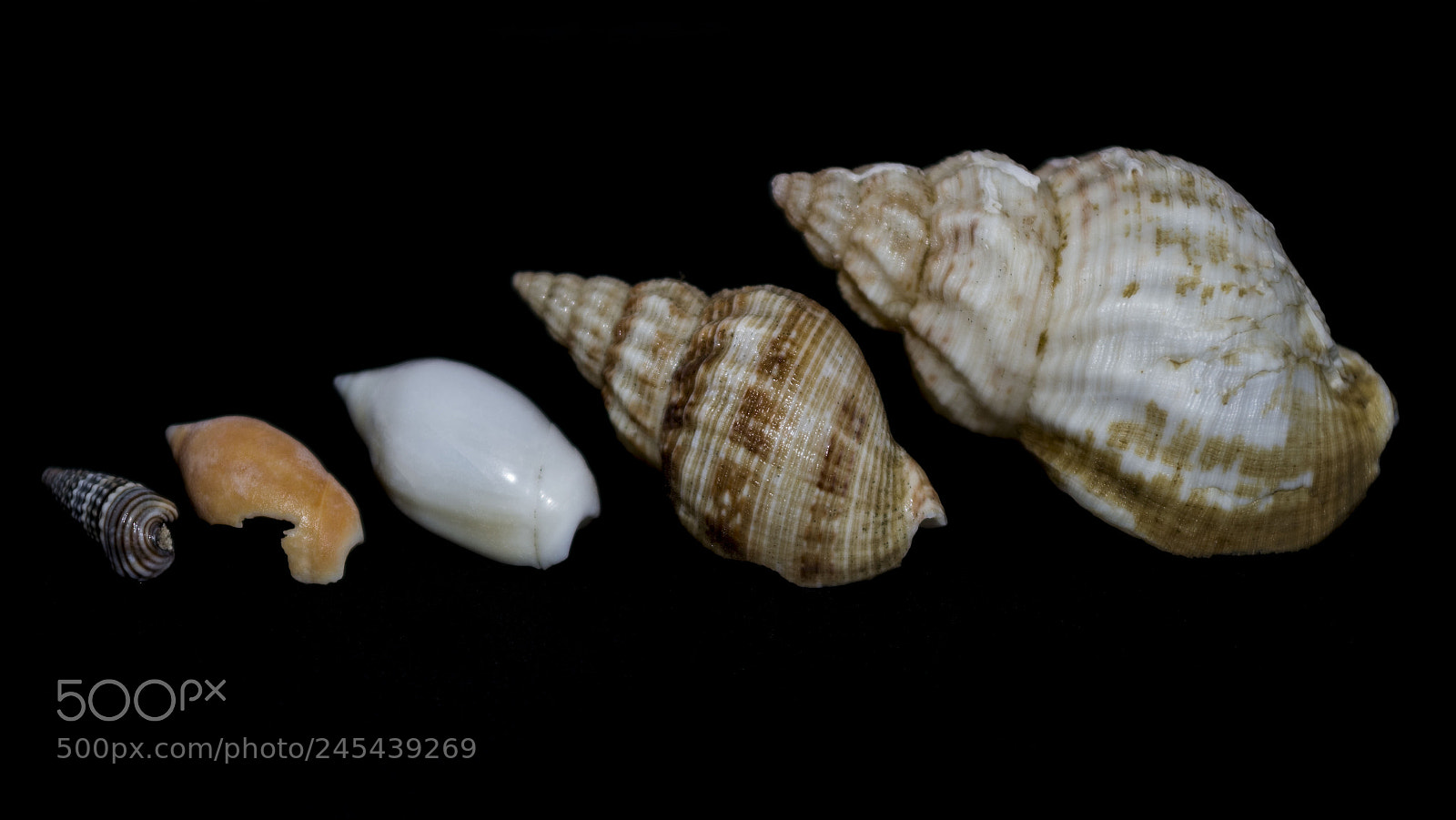 Nikon D500 sample photo. Seashells photography