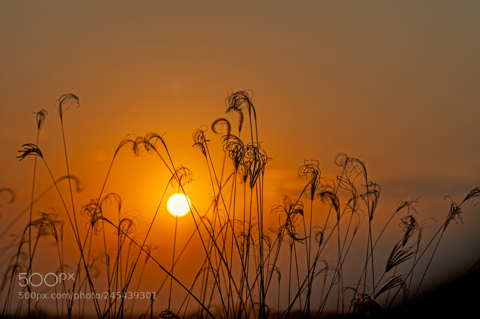 Nikon D500 sample photo. Sunset photography