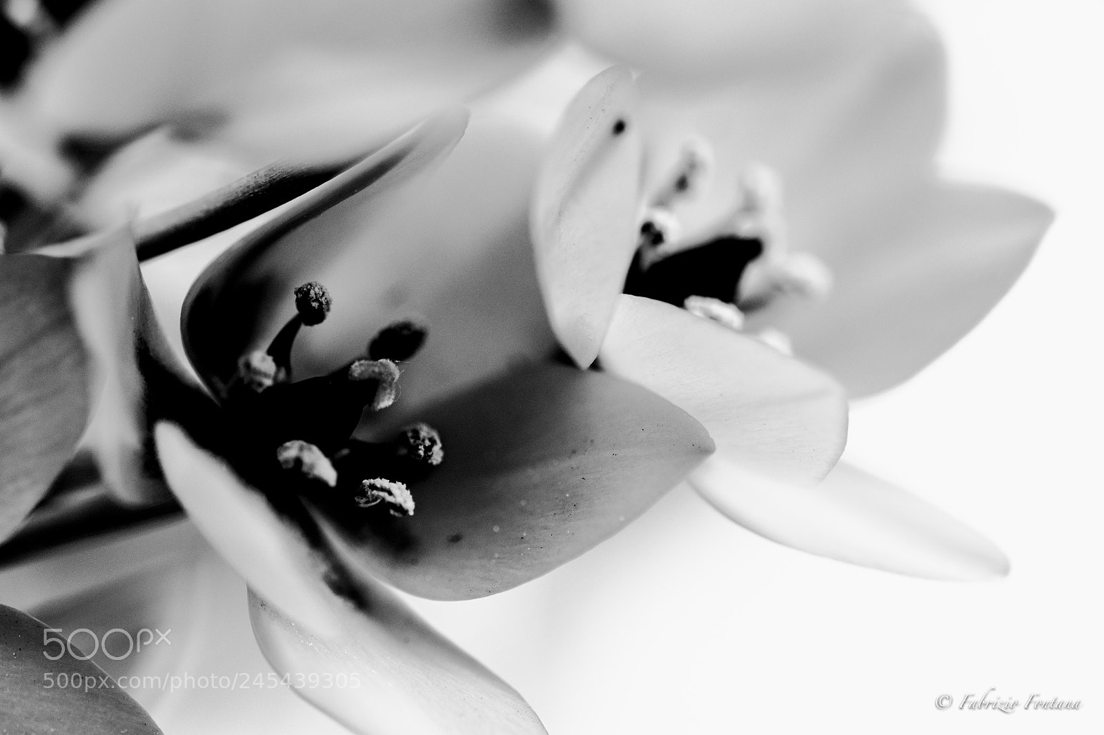Nikon D500 sample photo. Untitled photography
