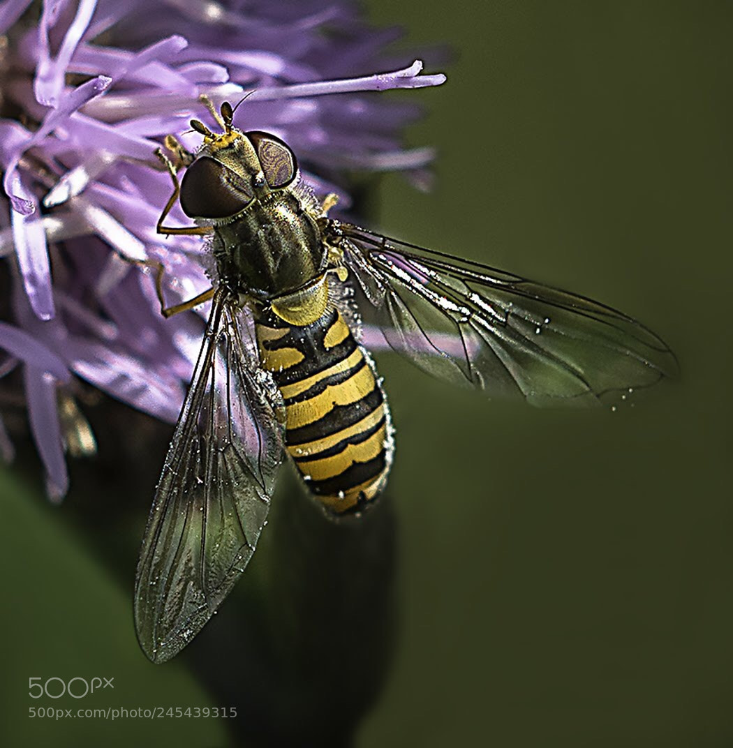 Nikon D7100 sample photo. Hover fly photography