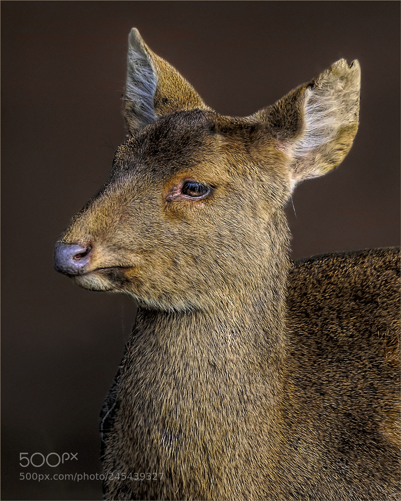 Sony ILCA-77M2 sample photo. An indian hog deer photography