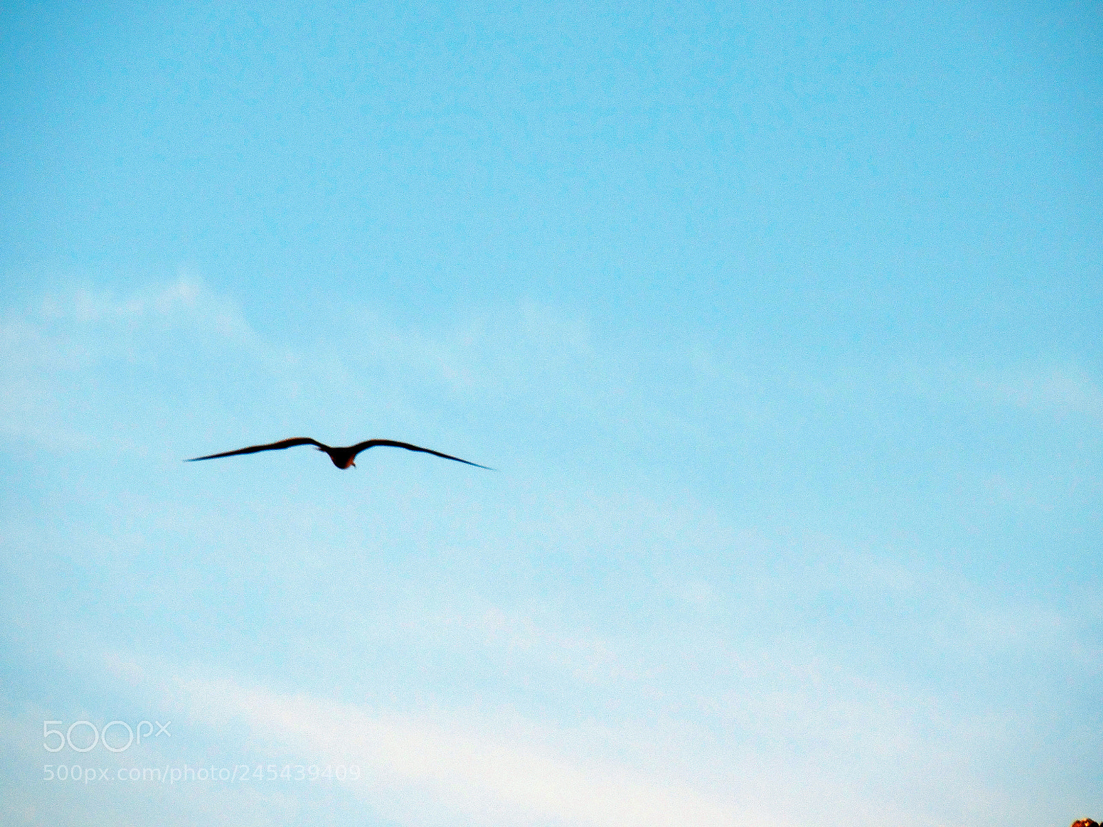 Sony Cyber-shot DSC-HX300 sample photo. Seagull flying in cabos photography
