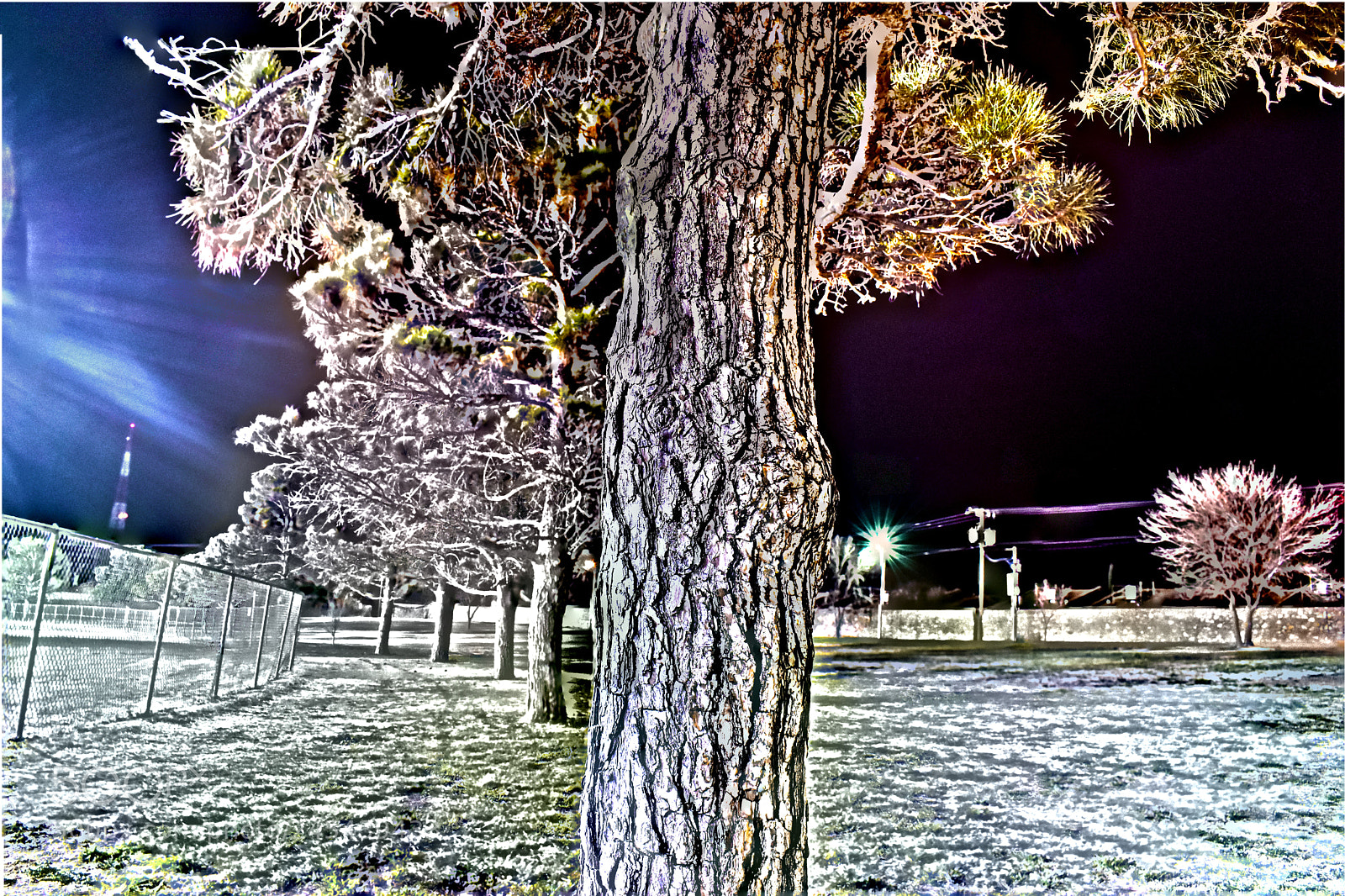 Nikon D5600 sample photo. Trees in color photography