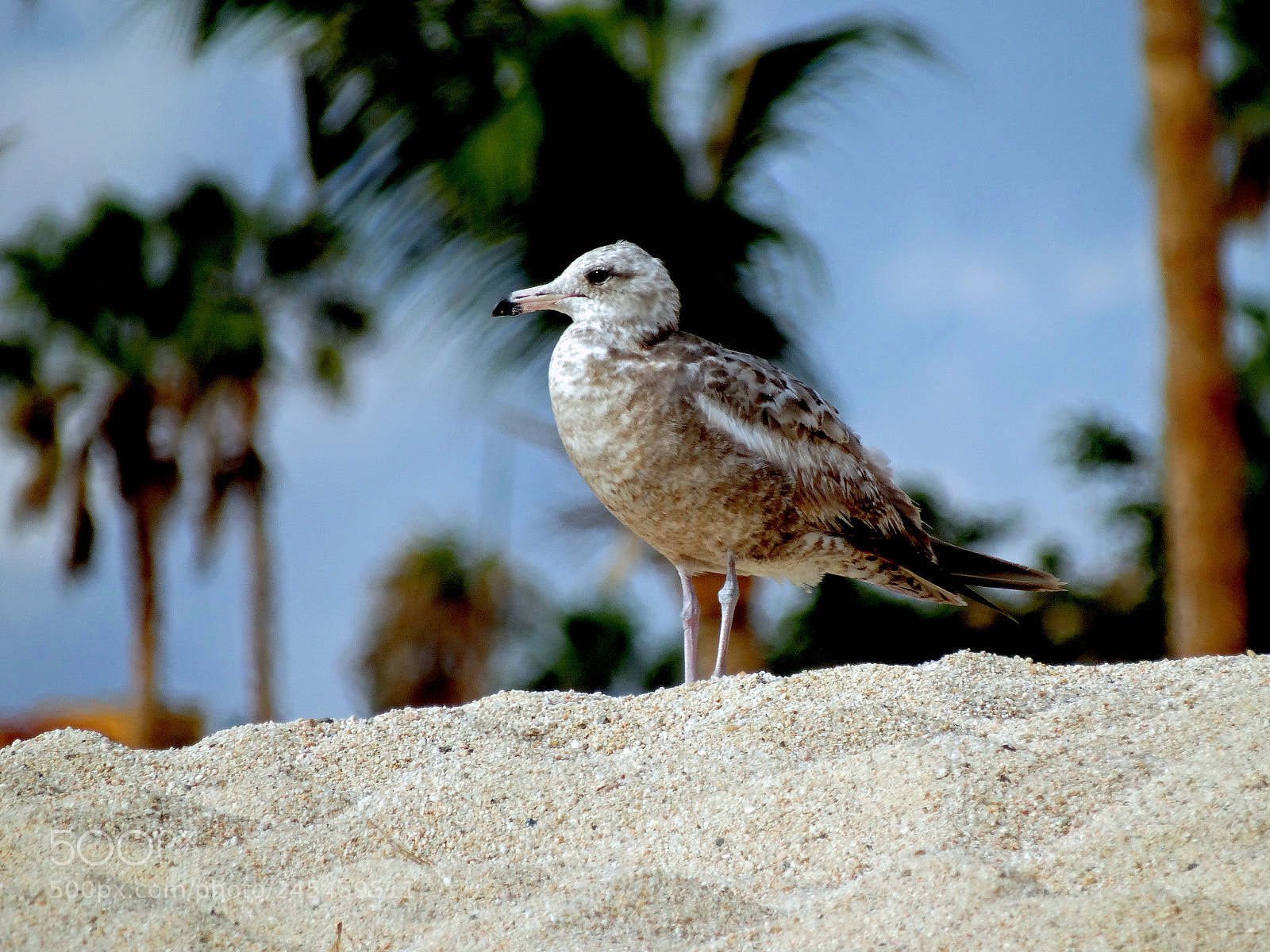 Sony Cyber-shot DSC-HX300 sample photo. Seagull on the beach photography