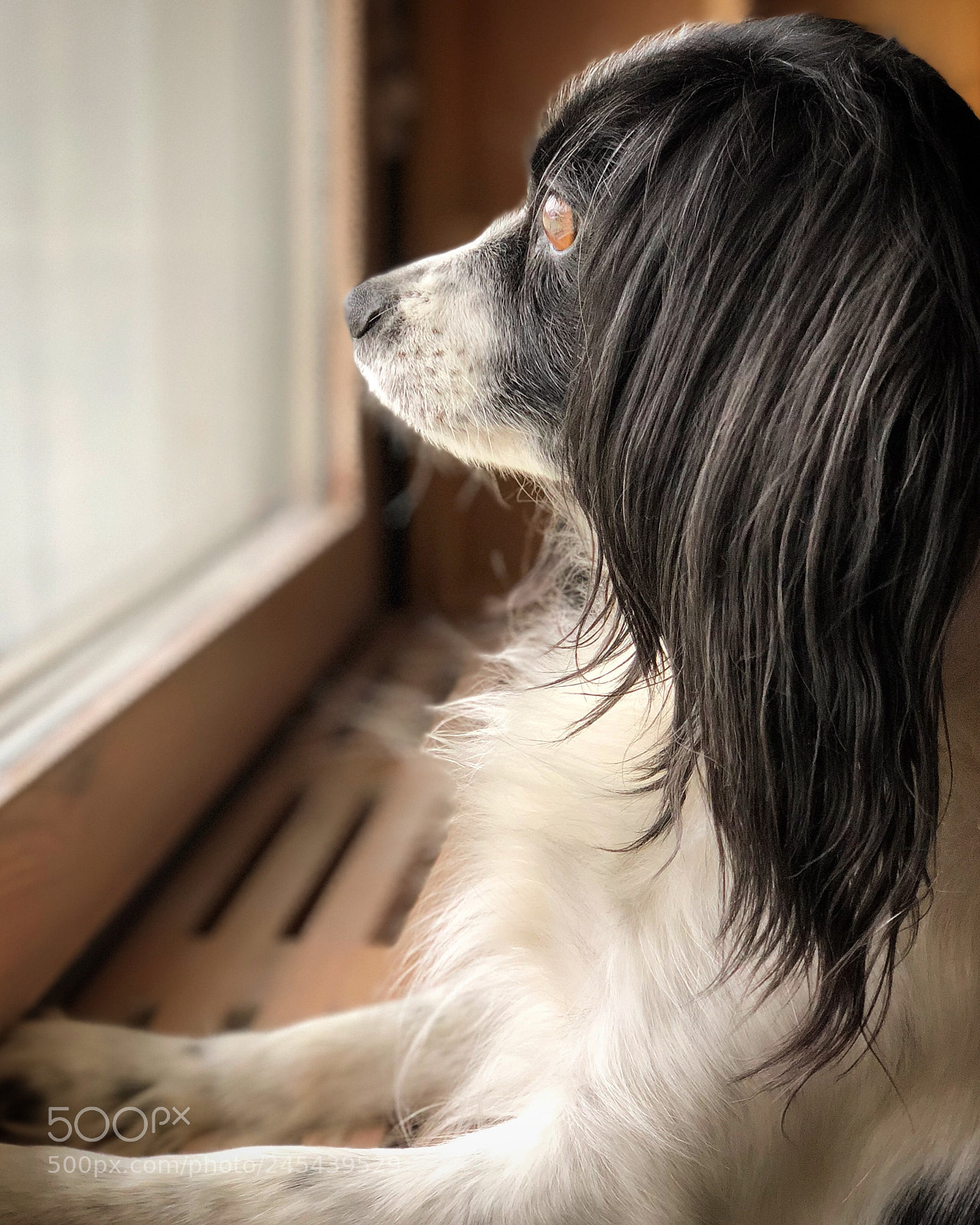 Apple iPhone X sample photo. Always watching ? ? photography