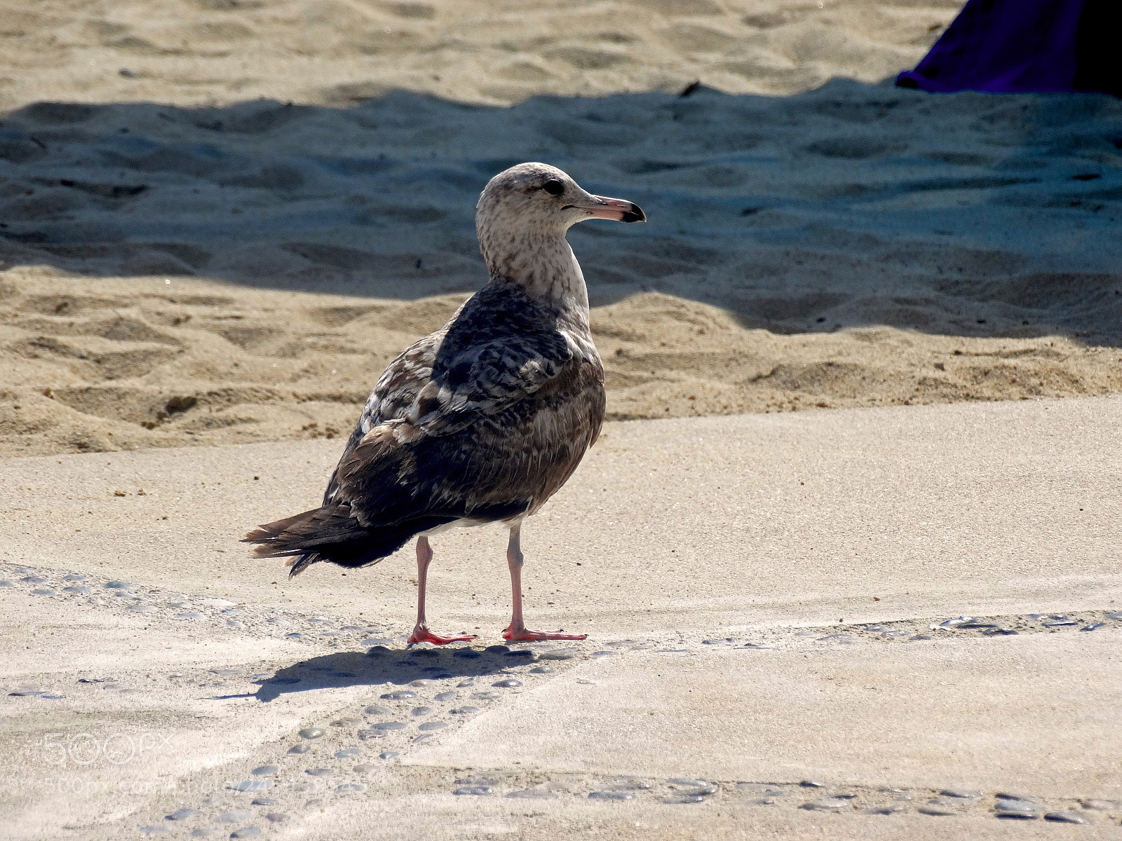 Sony Cyber-shot DSC-HX300 sample photo. Seagull waiting for food photography