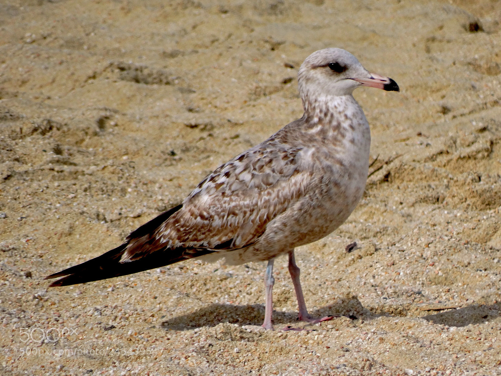 Sony Cyber-shot DSC-HX300 sample photo. Seagull walking on the photography