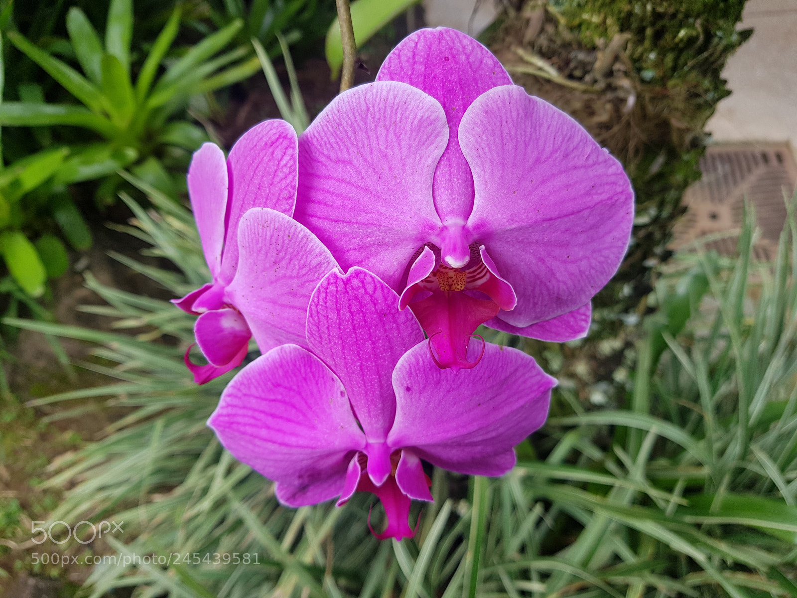 Samsung Galaxy S8 sample photo. Untitled photography