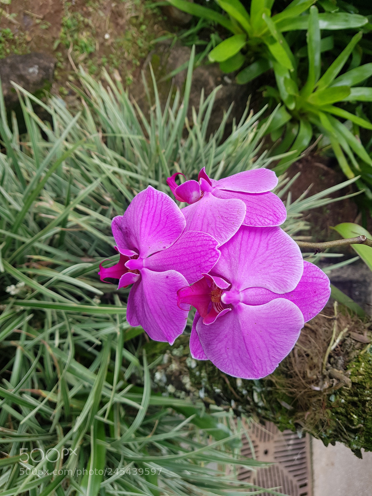 Samsung Galaxy S8 sample photo. Untitled photography