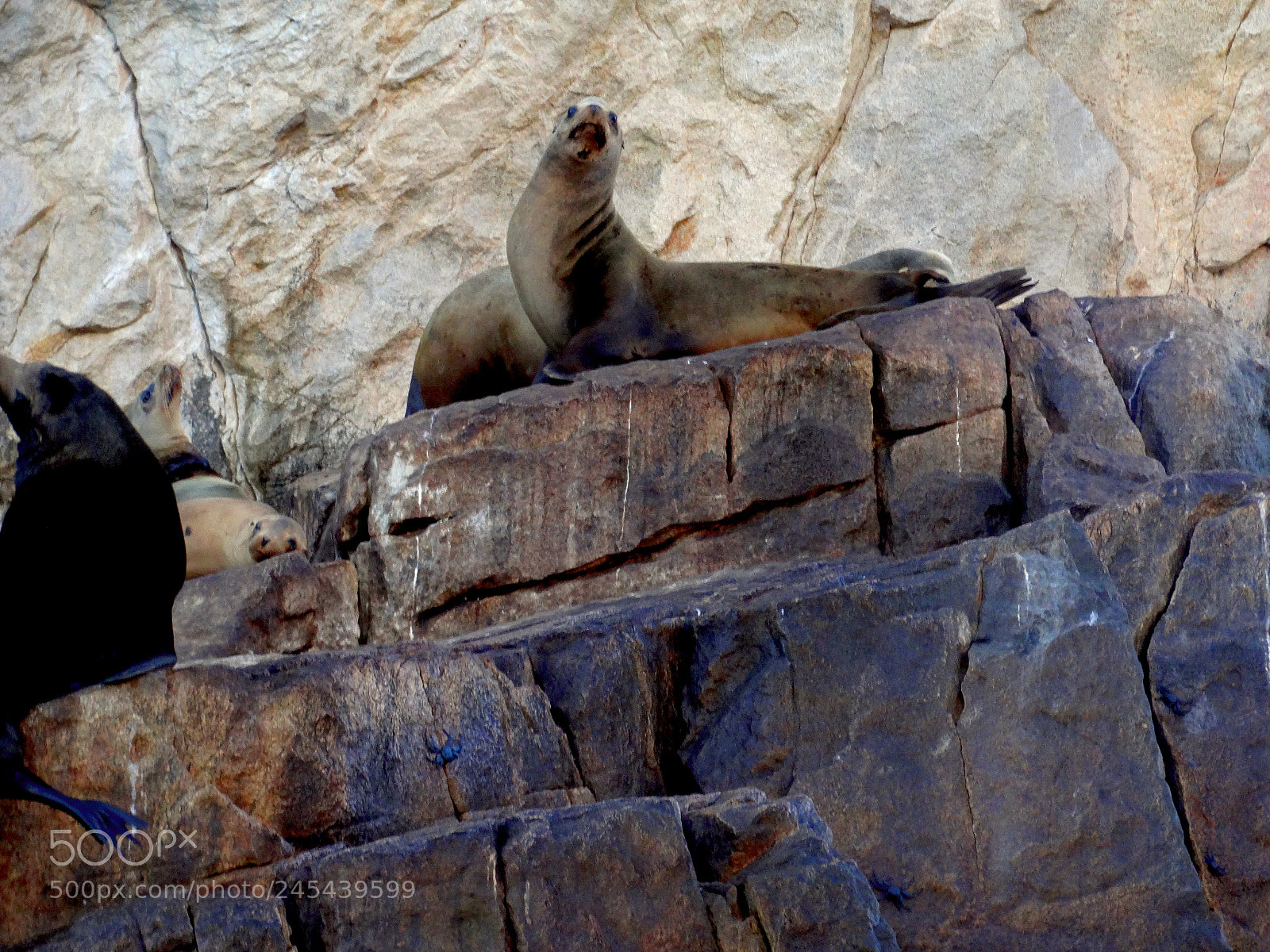 Sony Cyber-shot DSC-HX300 sample photo. Sealion on the rocks photography