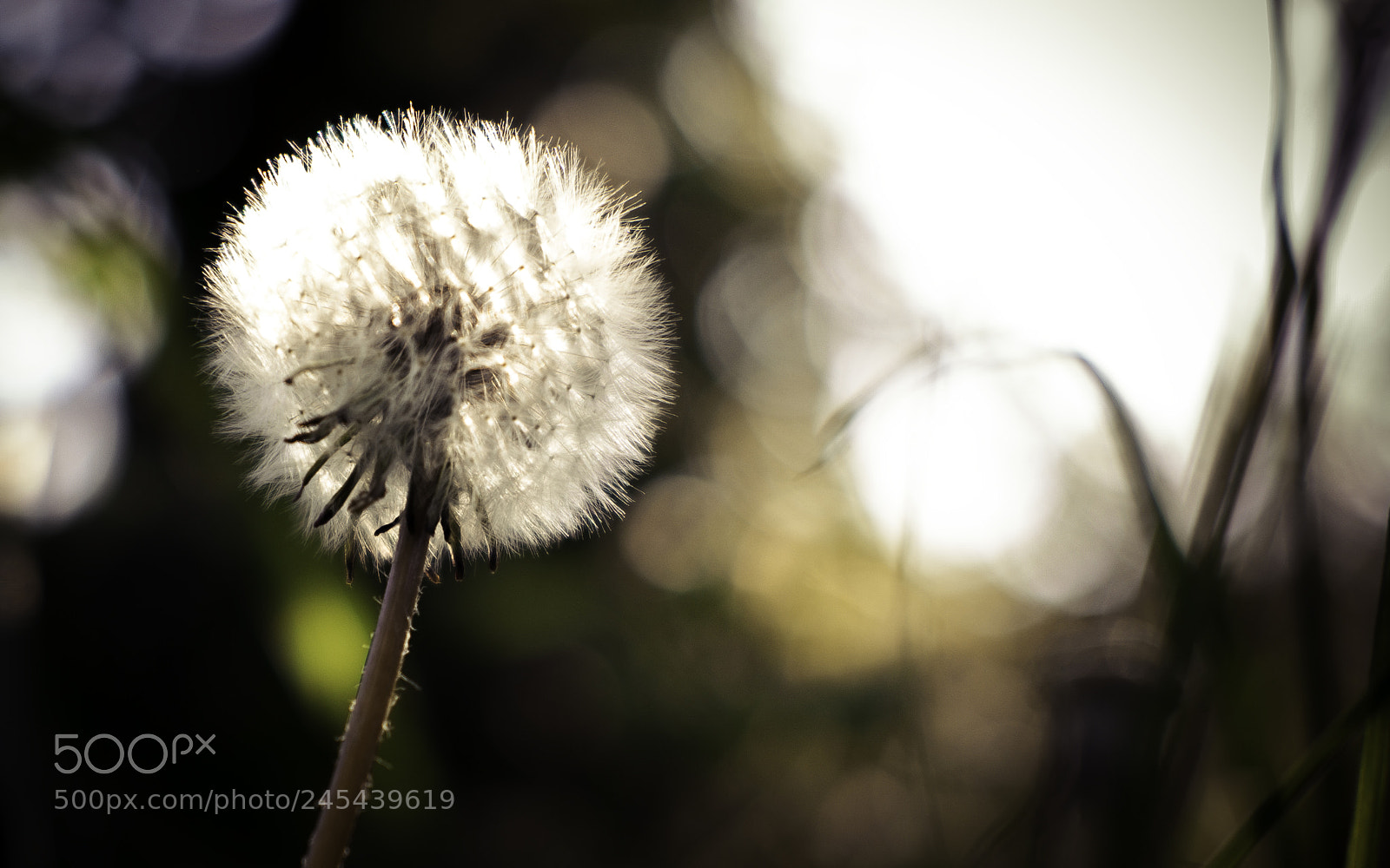 Fujifilm X-T1 sample photo. Pollen photography