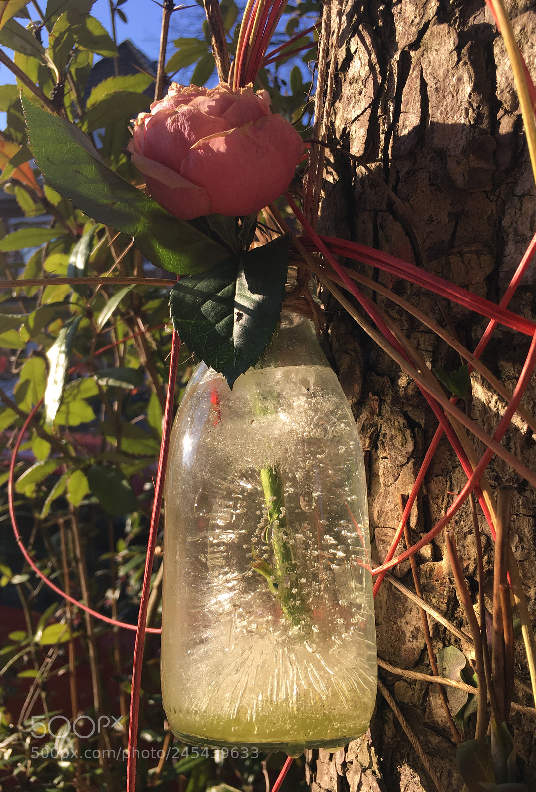 Apple iPhone 6s sample photo. Freeze rose photography
