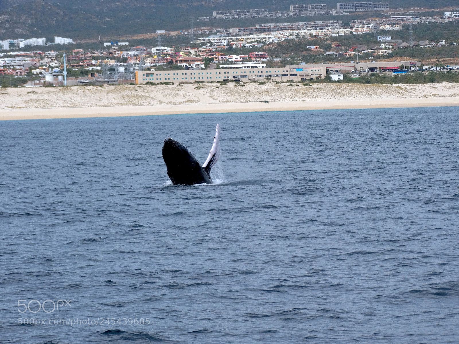 Sony Cyber-shot DSC-HX300 sample photo. Whale is grear photography