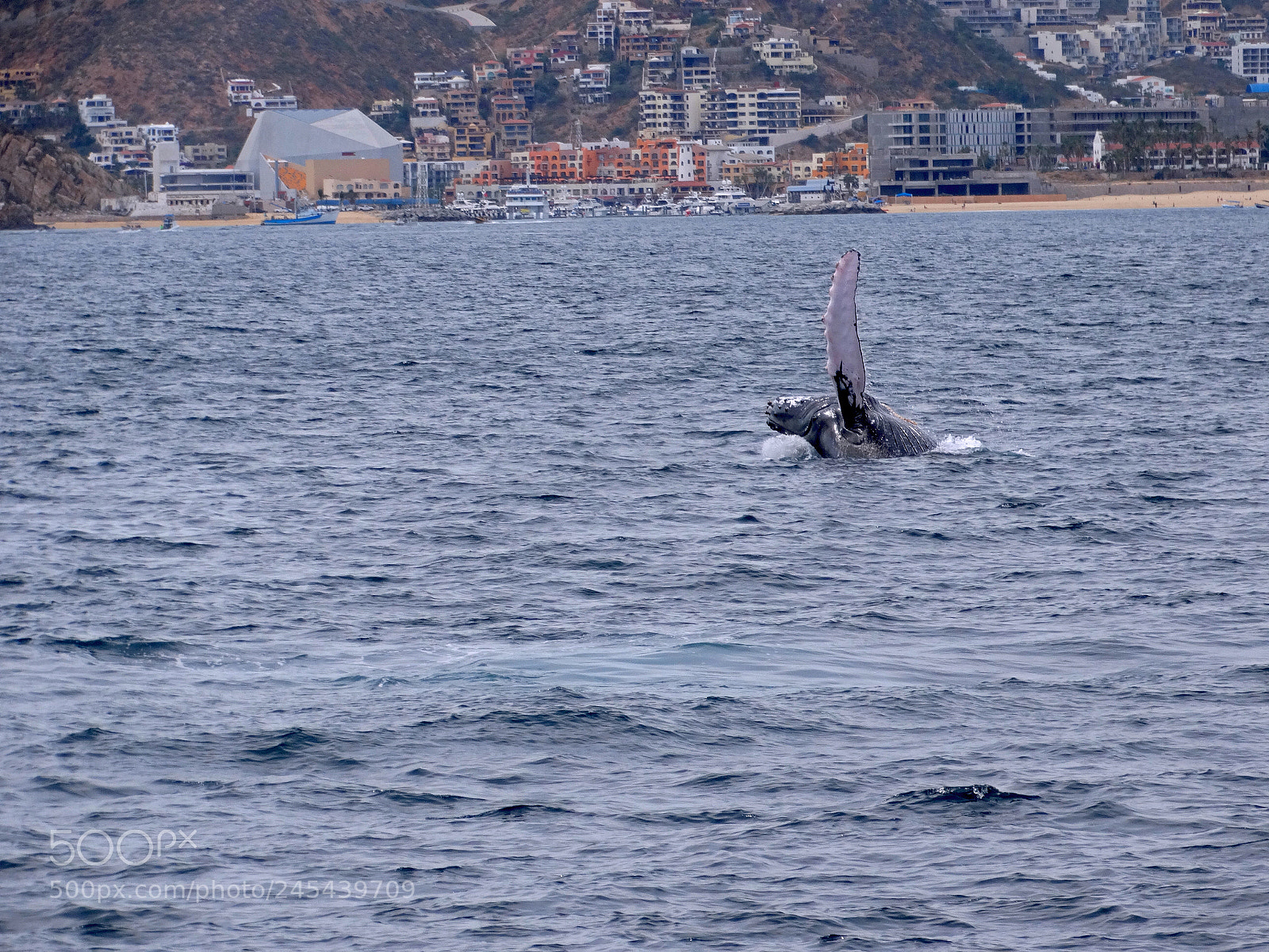Sony Cyber-shot DSC-HX300 sample photo. Whale is greeting photography