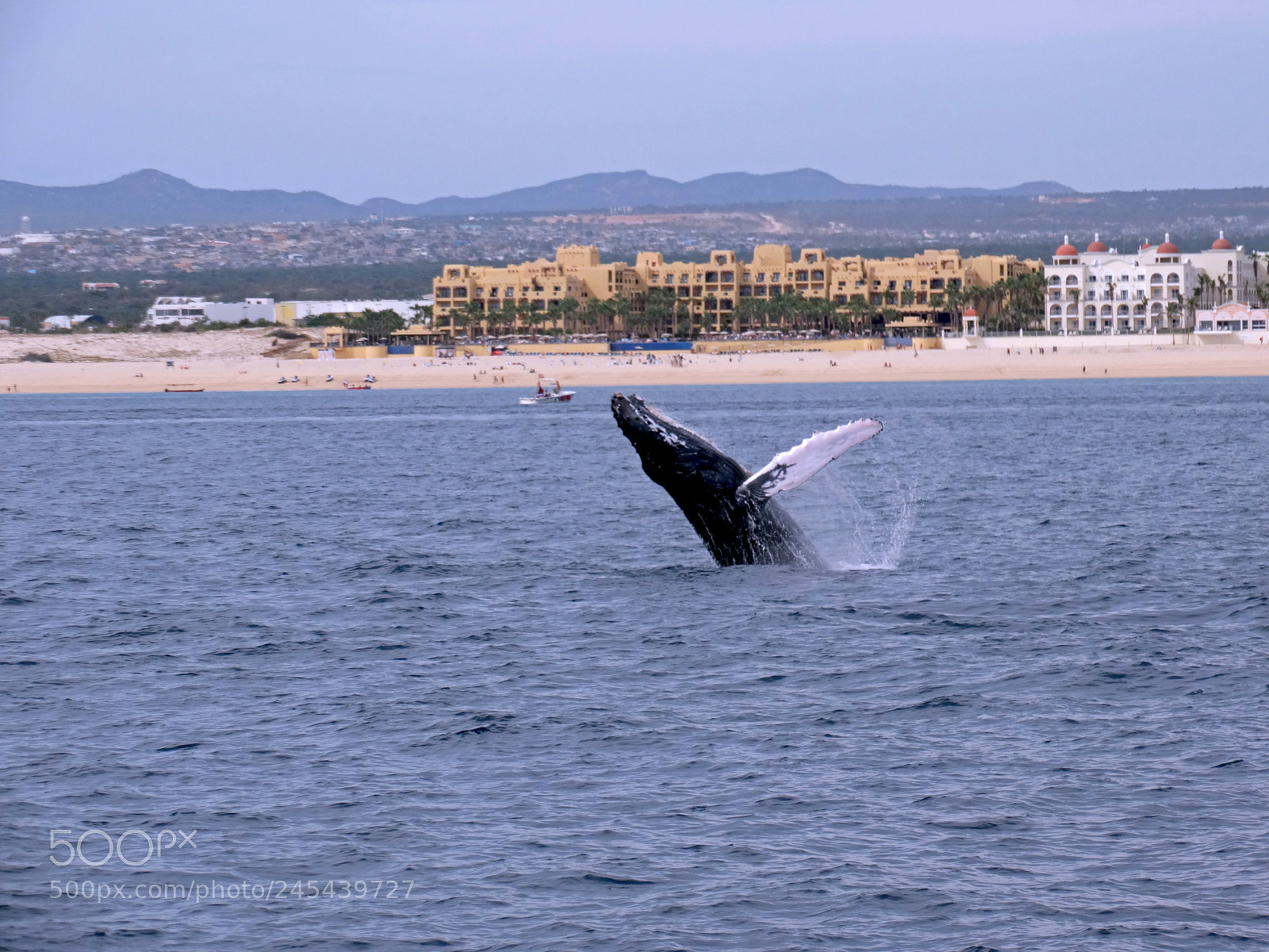Sony Cyber-shot DSC-HX300 sample photo. Whale jump and playind photography