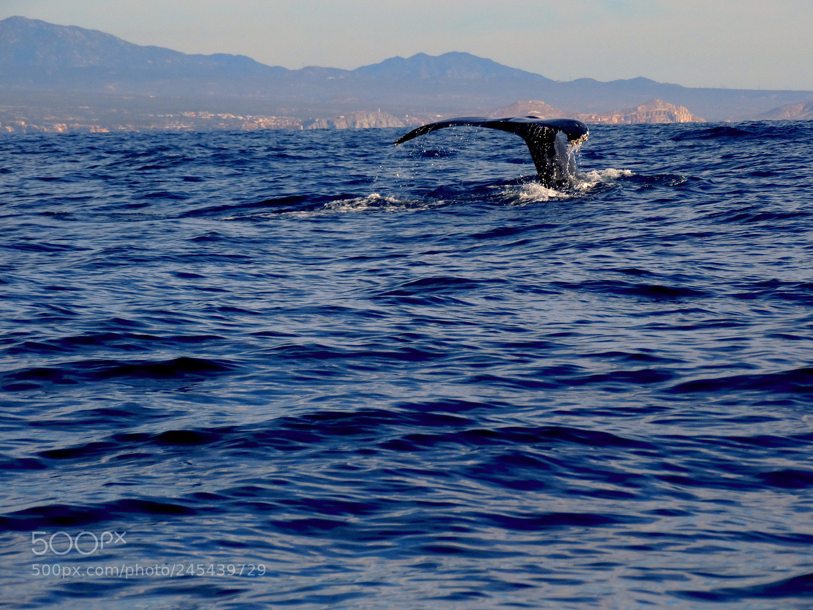 Sony Cyber-shot DSC-HX300 sample photo. Whale tale over sea photography