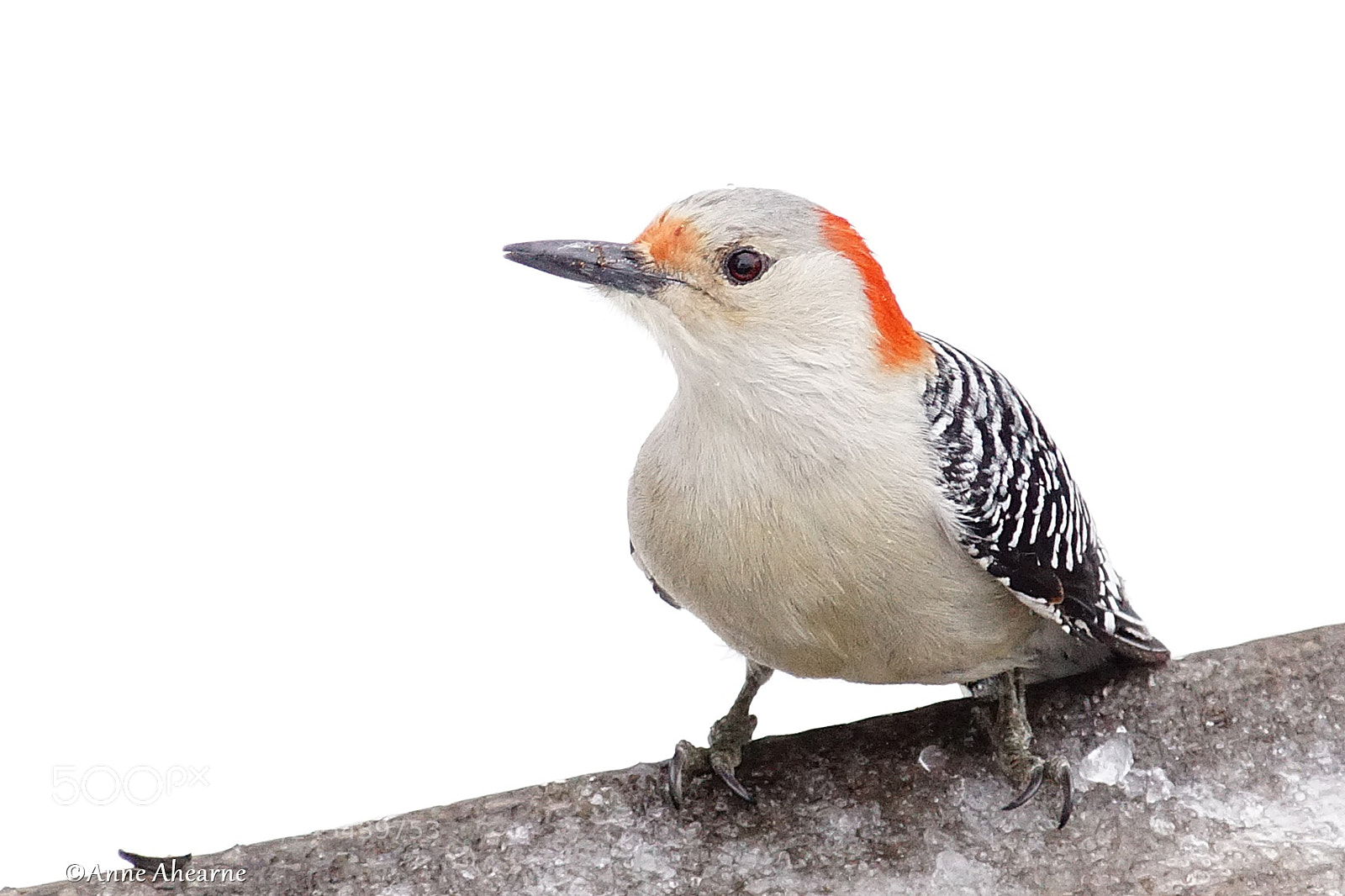 Sony ILCA-77M2 sample photo. Female red-bellied woodpecker photography
