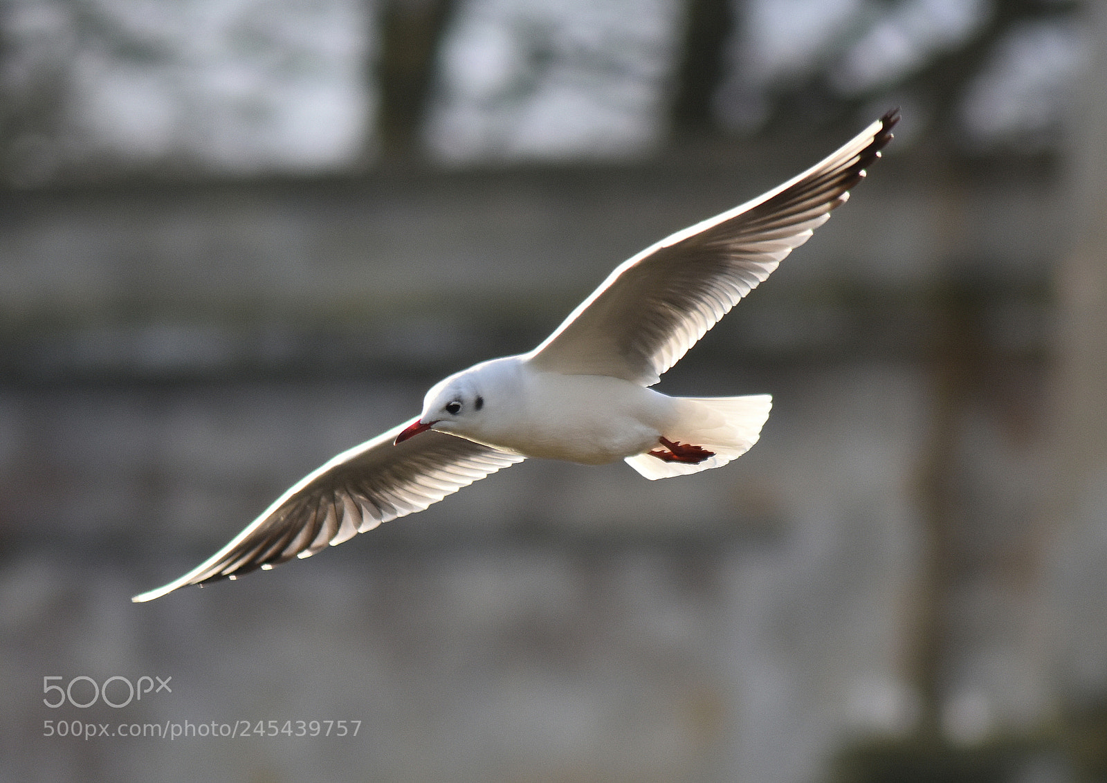 Nikon D3400 sample photo. Bonaparte's gull photography