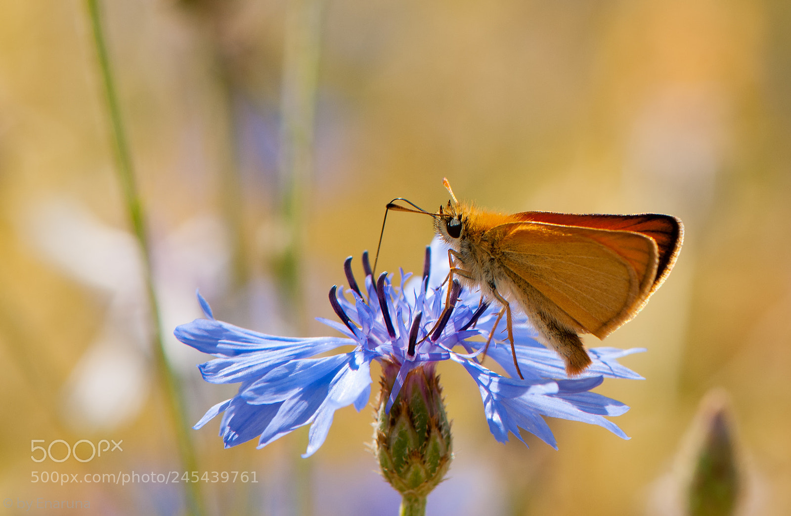 Nikon D300S sample photo. Skipper butterfly photography