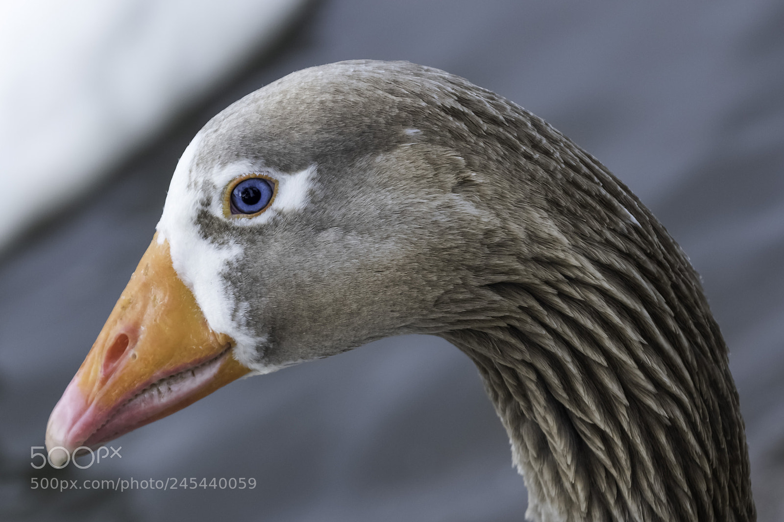 Nikon D810 sample photo. Duck photography
