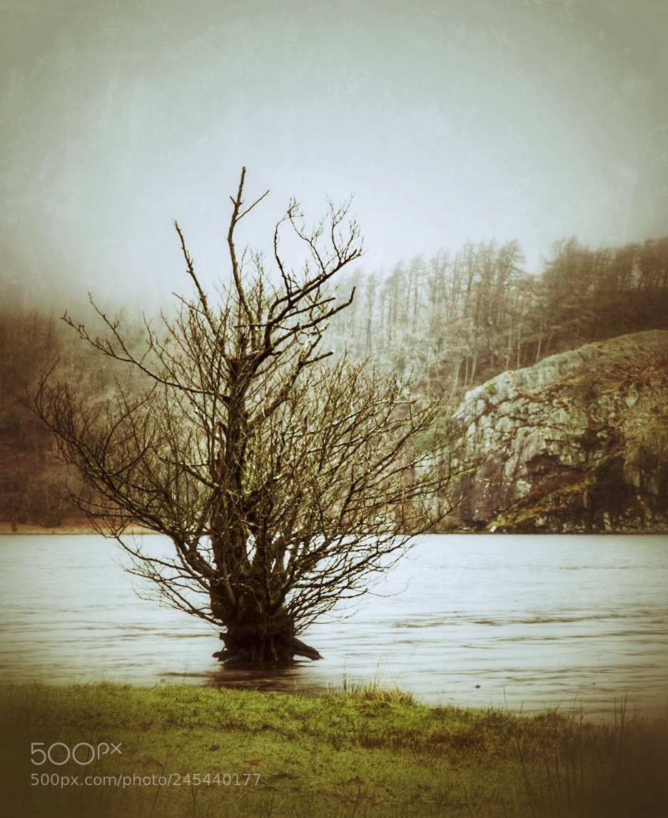 Sony a6300 sample photo. Tree by the water photography
