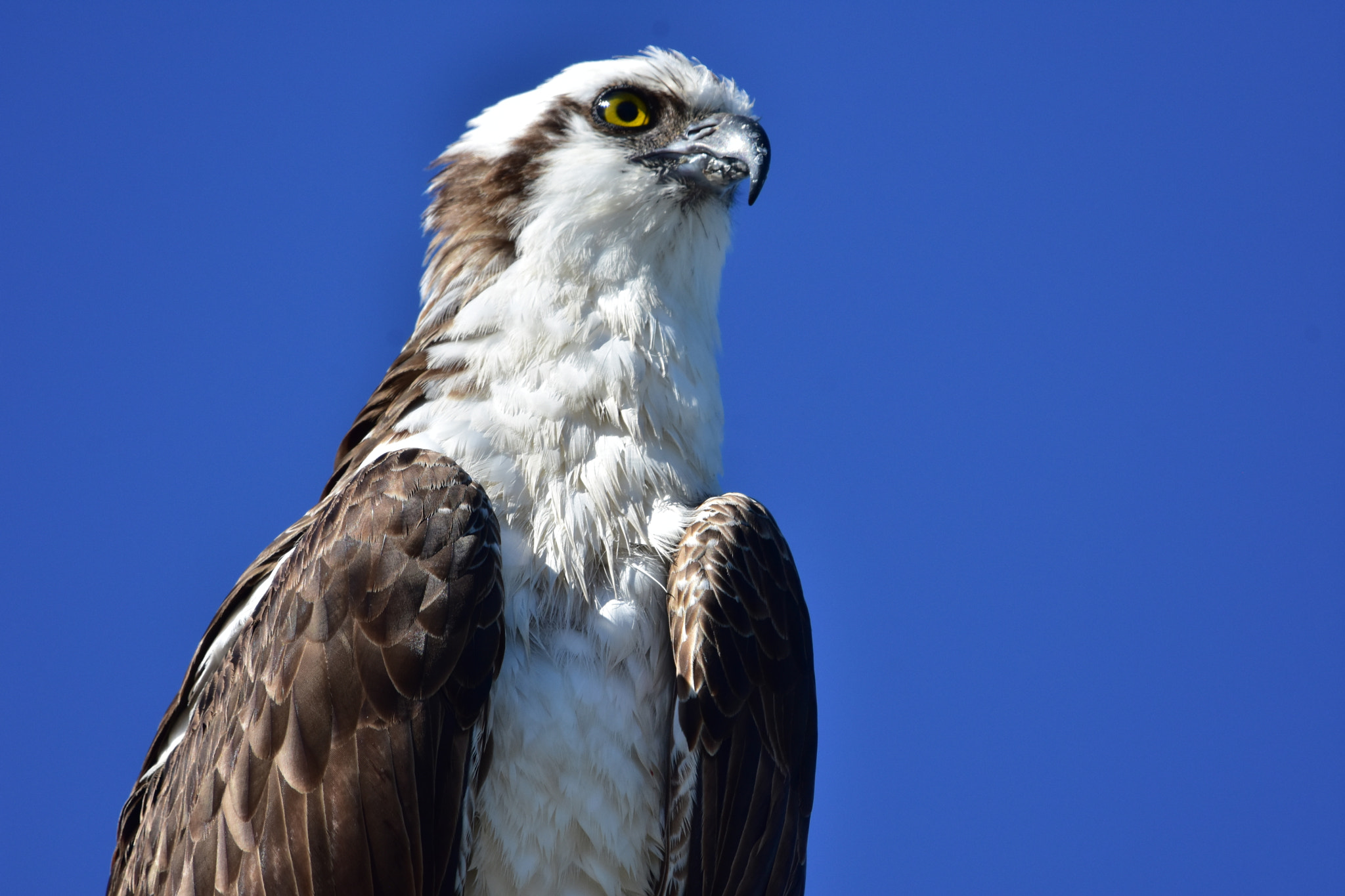 Nikon AF-S Nikkor 200-500mm F5.6E ED VR sample photo. Juvenile osprey photography