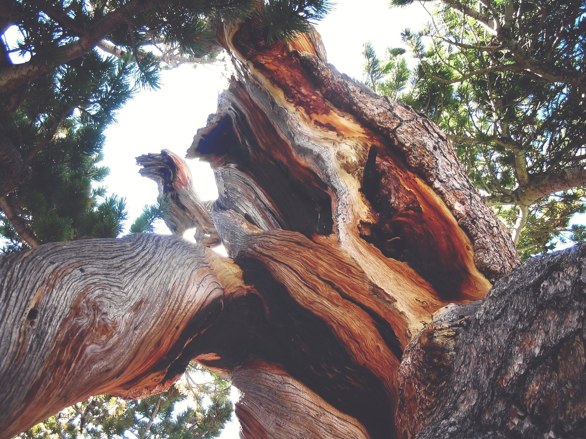 Canon POWERSHOT A70 sample photo. Twisted trunk photography