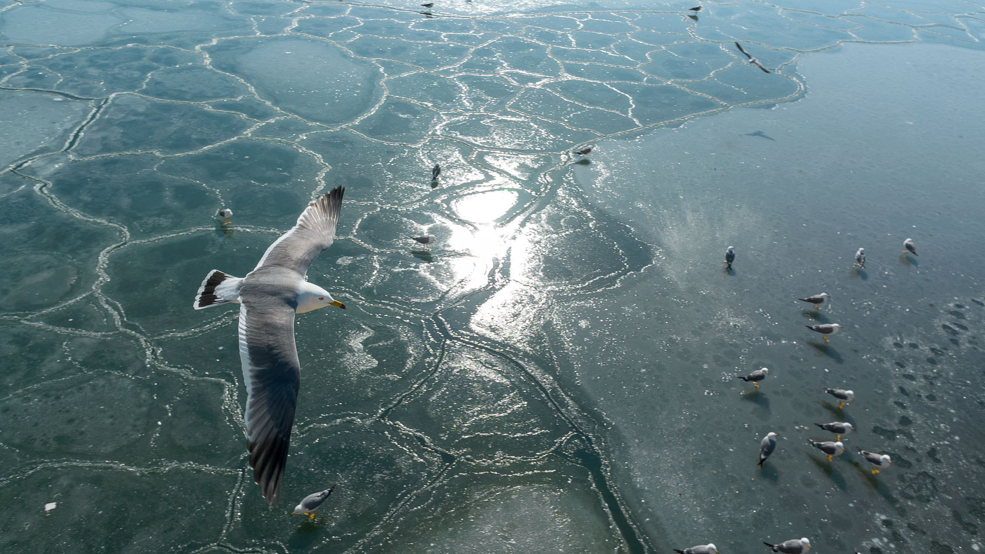 Nikon 1 J2 sample photo. Seagull 1 photography