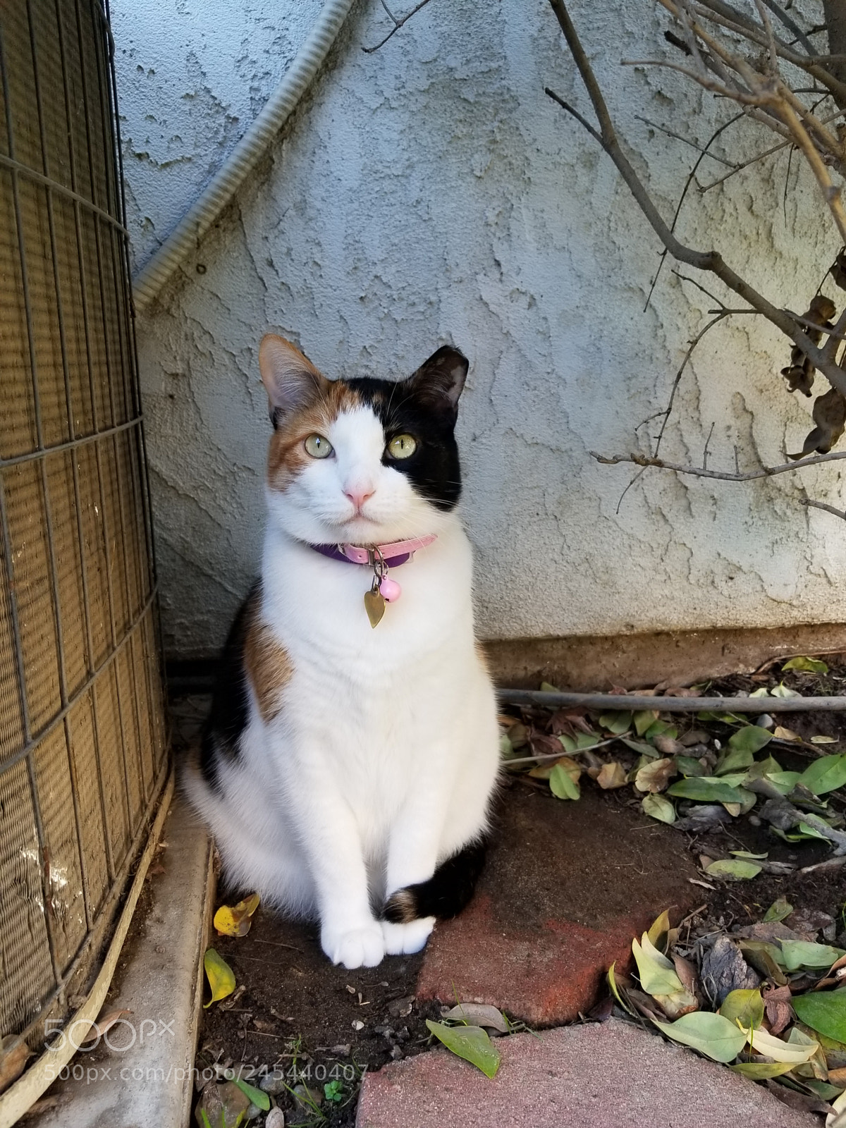 Samsung Galaxy S8+ sample photo. Untitled photography