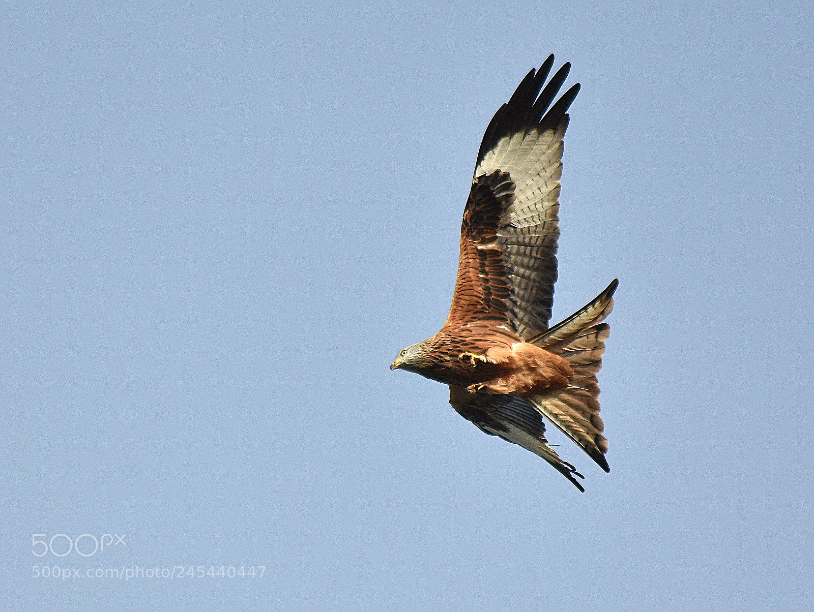 Nikon D3400 sample photo. Red kite in flight photography