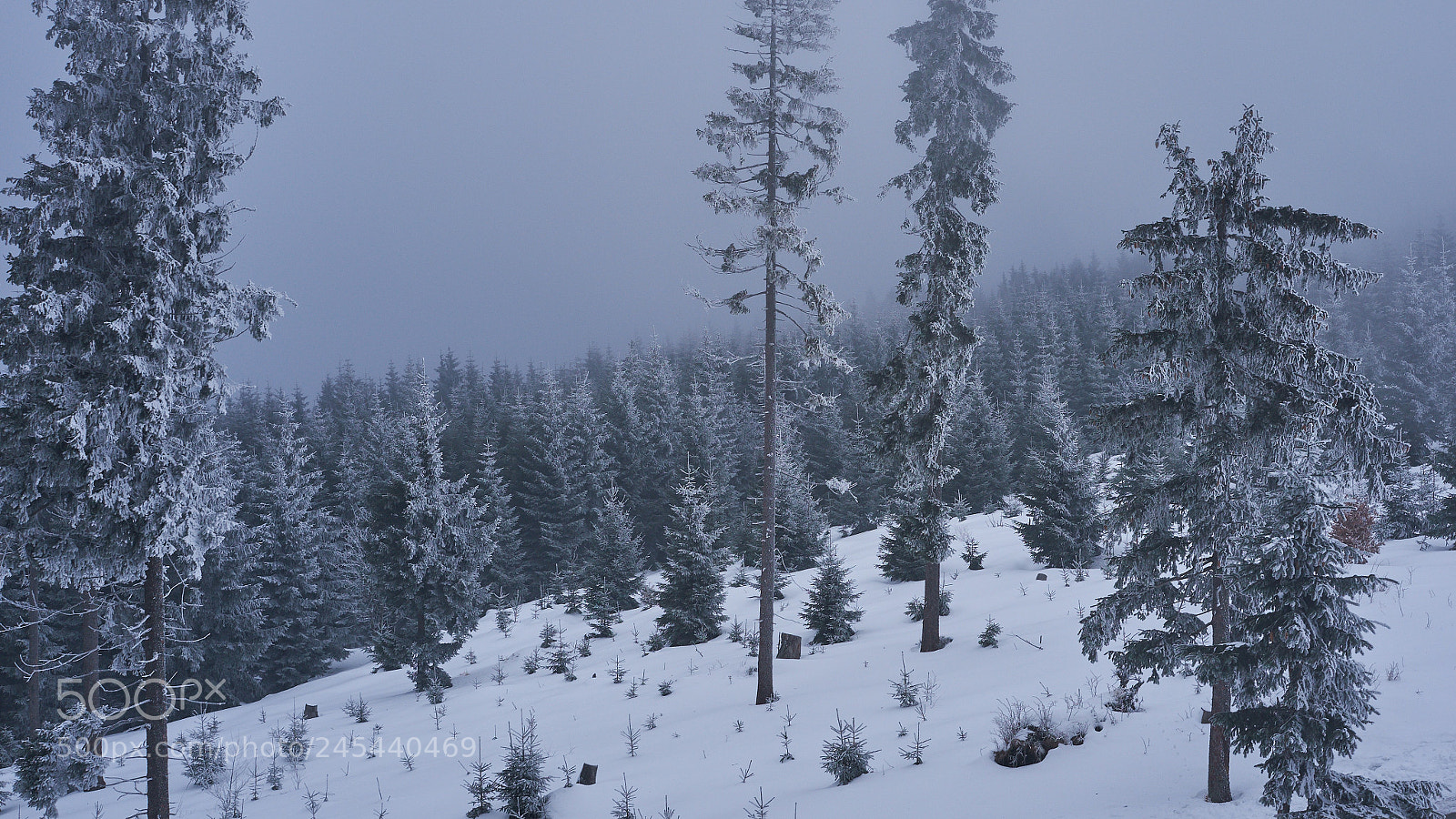 Fujifilm X-E1 sample photo. Winter on sumava photography