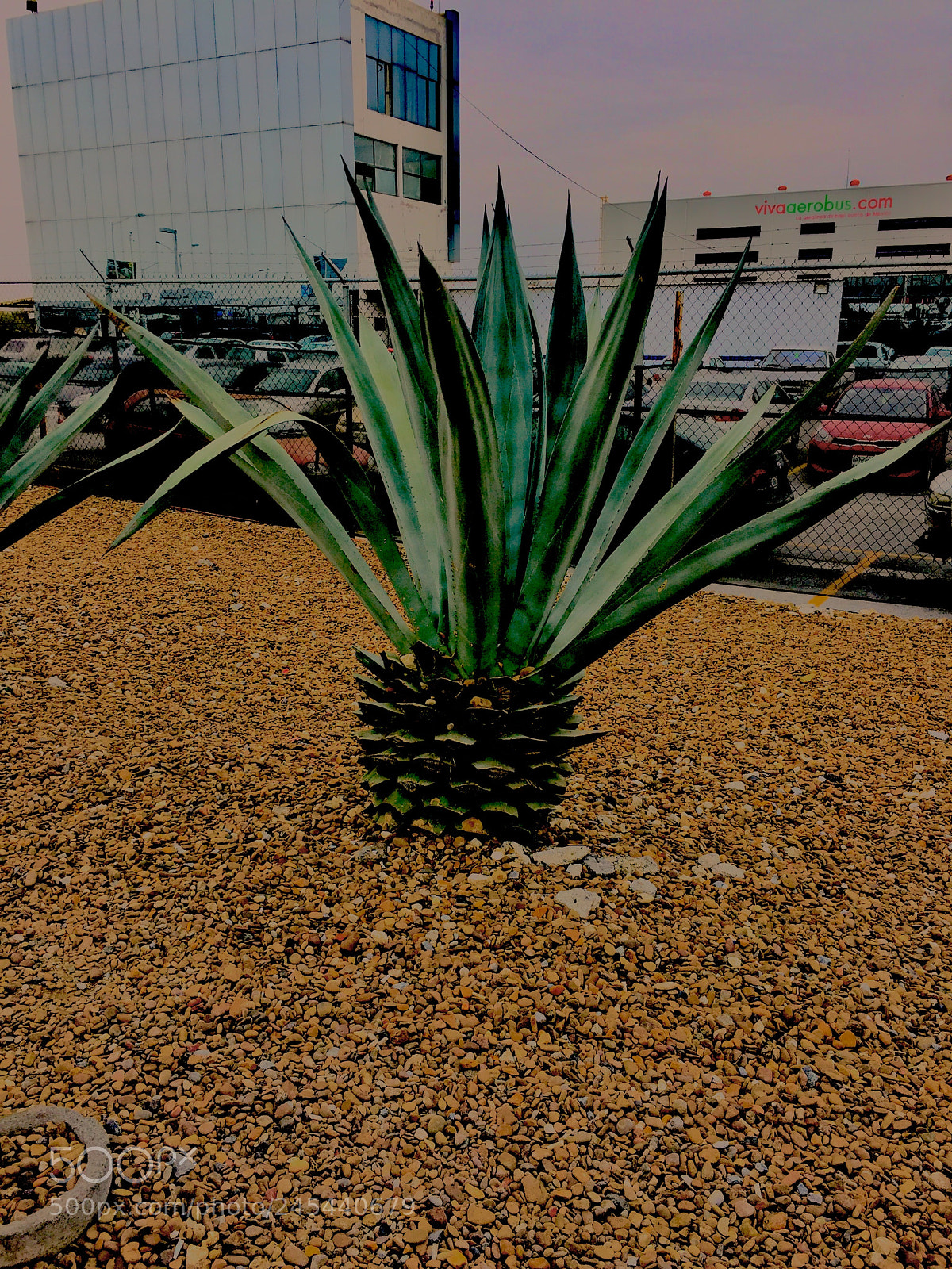 Apple iPhone 6 sample photo. Agave in the city photography