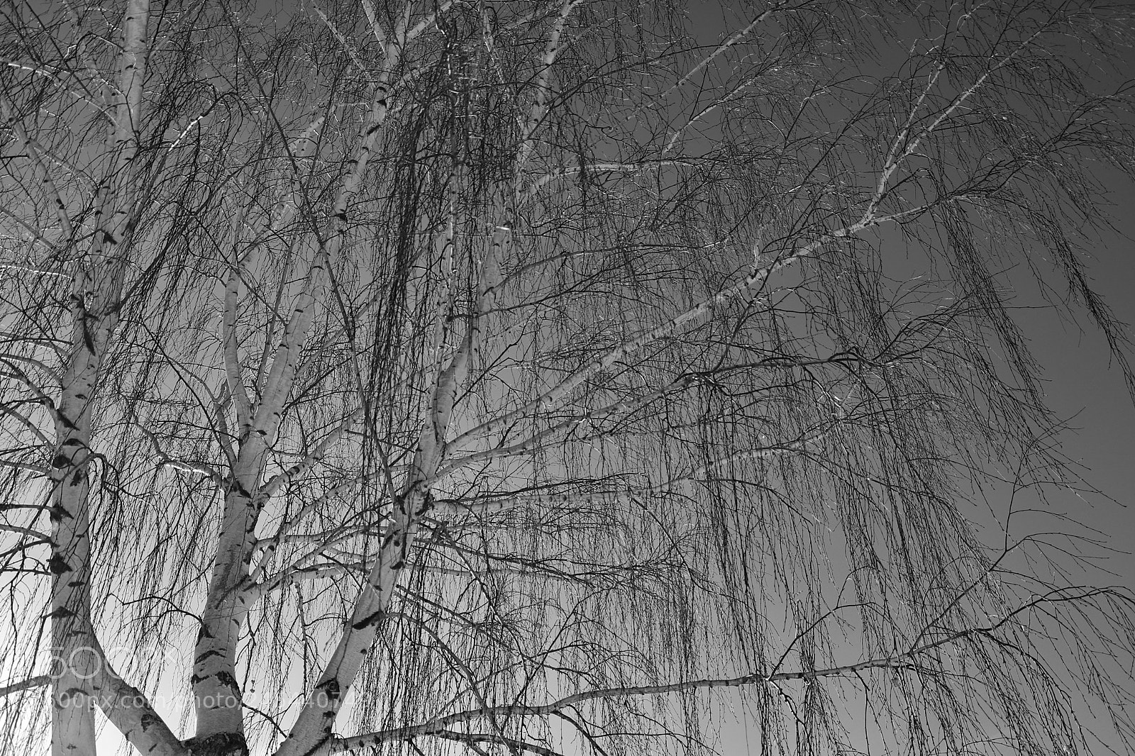 Canon EOS 760D (EOS Rebel T6s / EOS 8000D) sample photo. Surrender to winter photography